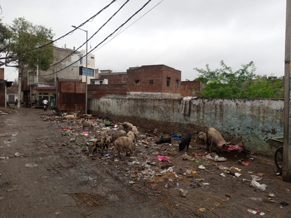 Hathras: 15 more pigs died of mysterious disease