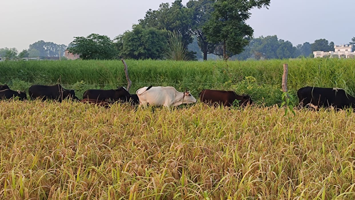 agriculture