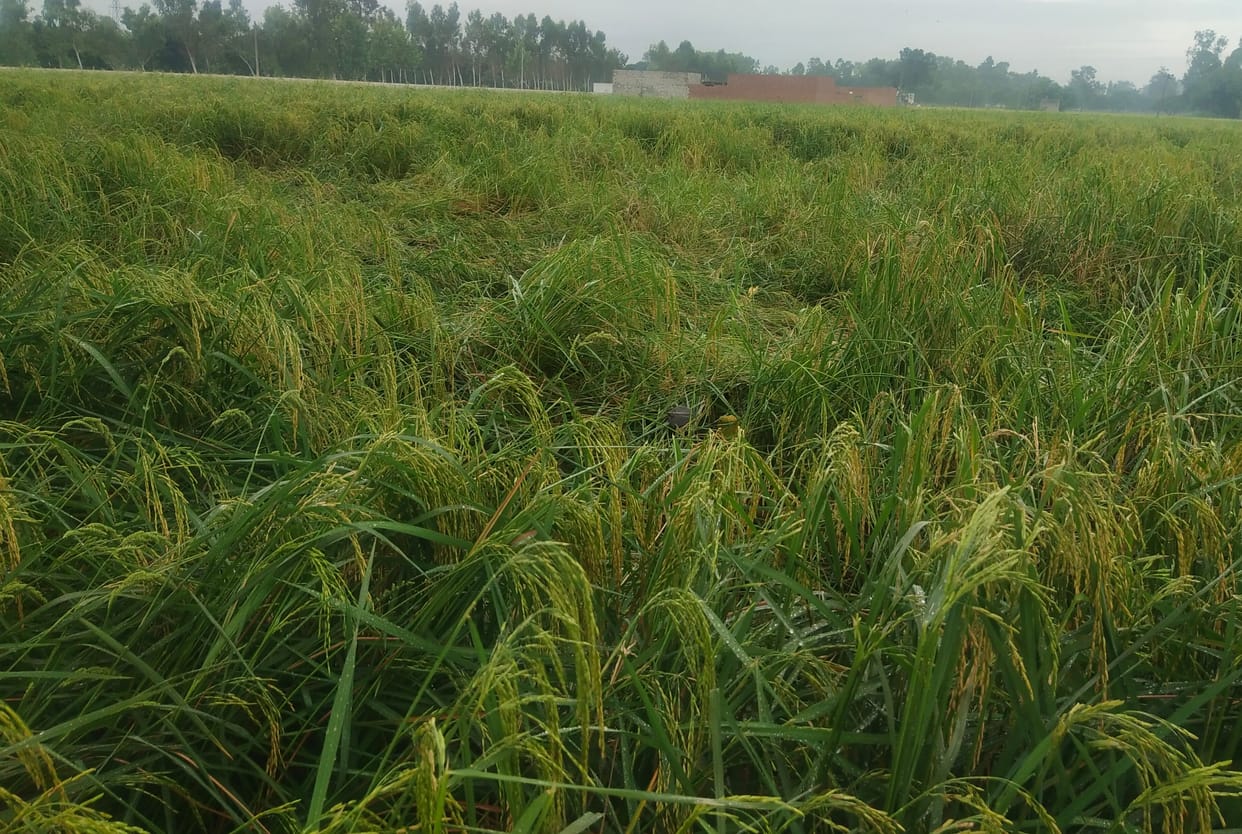 Paddy fell due to continuous rain, damage to crops