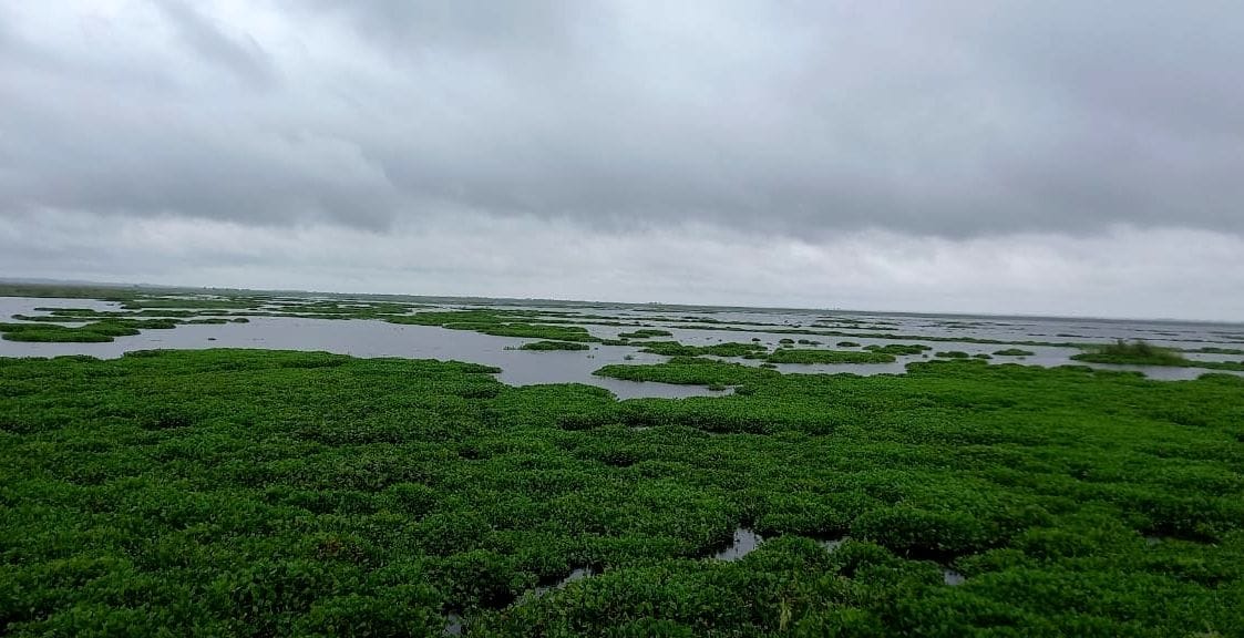 Eclipse of rain on paddy, urad, vegetable crops