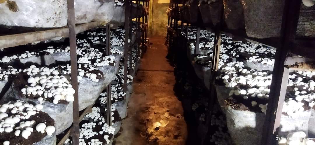 Double whammy on button mushroom cultivation, farmers worried