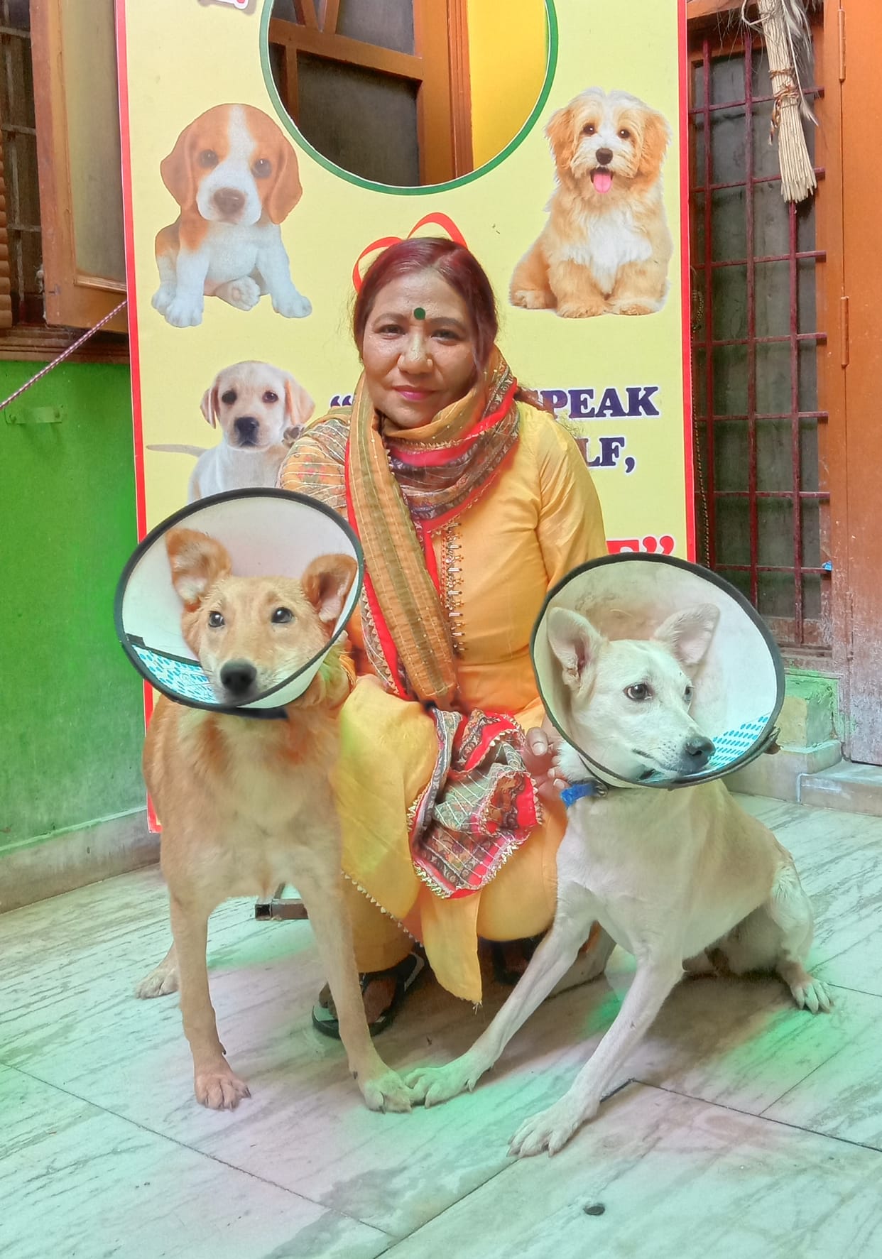 sirmaur news umeed ki masal dr. monika agerwal serving the dogs in nahan city  without any incentive