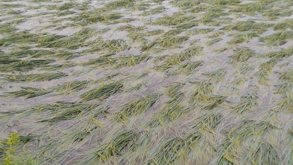 Rain in Agra broke the record of average rainfall for October