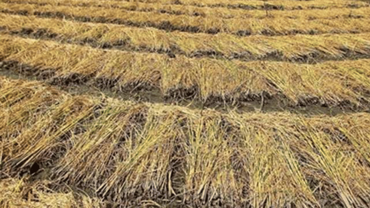Bio de-composer will be sprayed in the fields to melt stubble