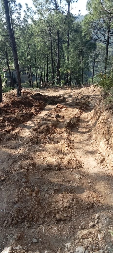 Illegal road made by cutting one and a half dozen pine trees on forest land