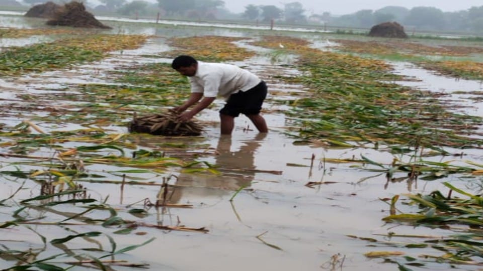 Disaster Relief Fund: increased by 50 percent, more compensation will be given on flood rain n damage to crops