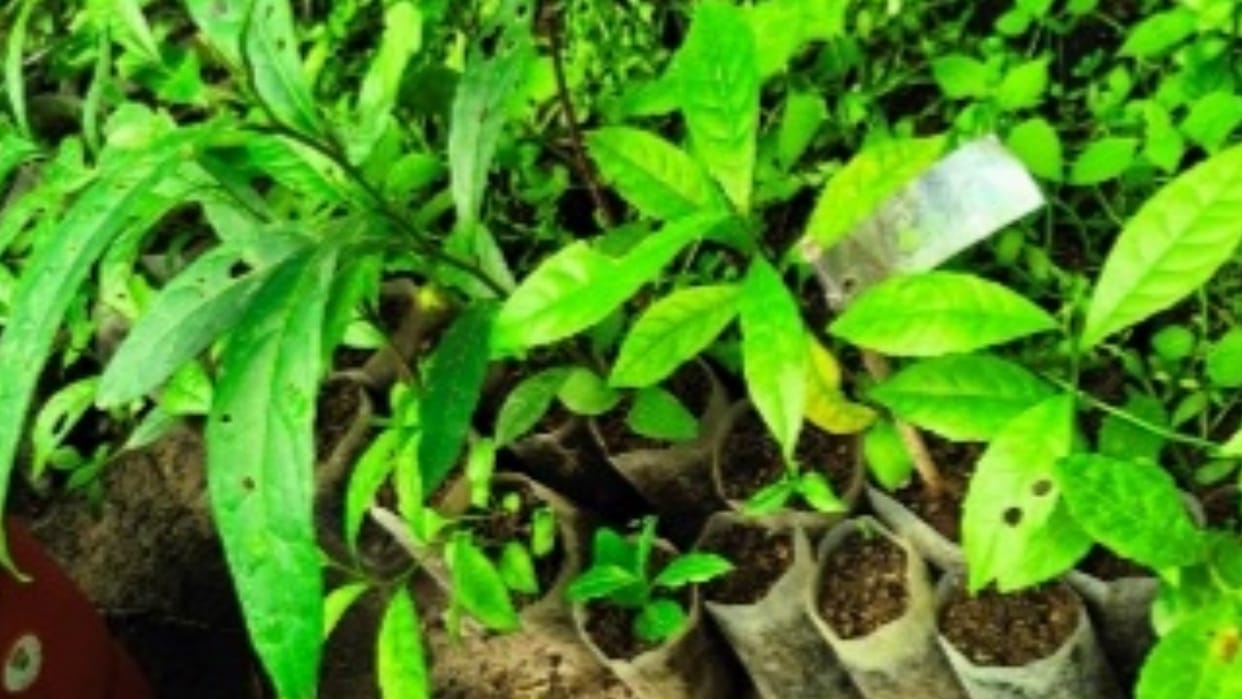 joginder nagar herbal garden rudraksha tree plant trial success