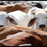सांकेतिक तस्वीर। गाय
