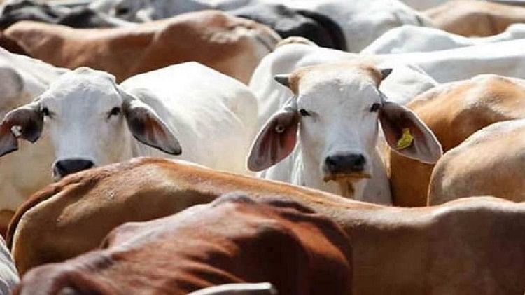 Cng Cars:गाय के गोबर से चलेंगी सीएनजी कारें! सुजुकी ने भारत सरकार की इस  एजेंसी से किया समझौता - Suzuki Motor Corporation To Use Cow Dung To Produce  Biogas To Power Cng