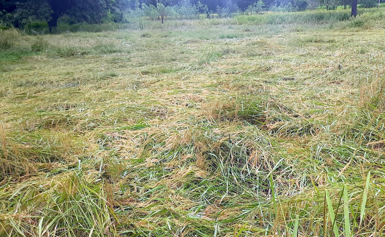 Torrential rain created disaster for crops like paddy, urad etc.