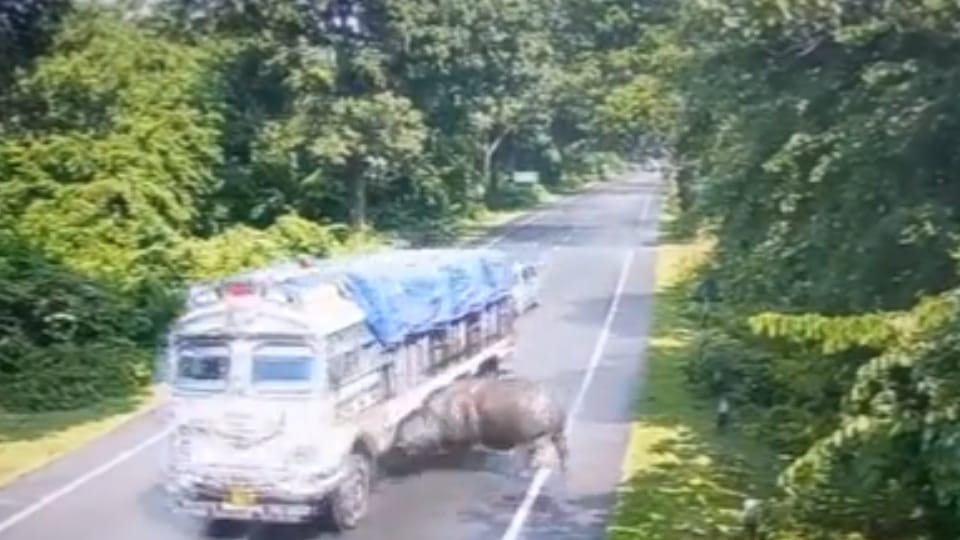 Assam CM Himanta Biswa Sarma takes action after truck driver hits rhino in Kaziranga
