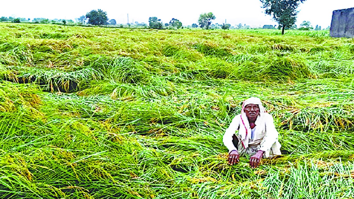 Rain : Four houses collapsed in meerut, 12 hours power cut, life disturbed, paddy-vegetable crops destroyed