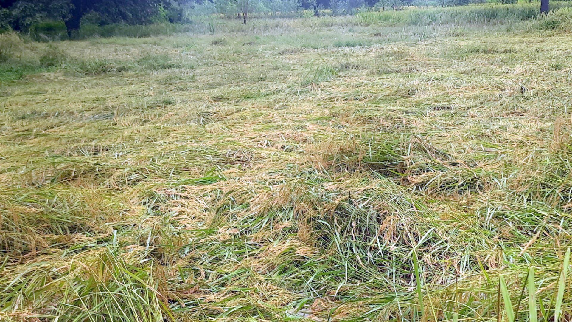 Rain : Four houses collapsed in meerut, 12 hours power cut, life disturbed, paddy-vegetable crops destroyed