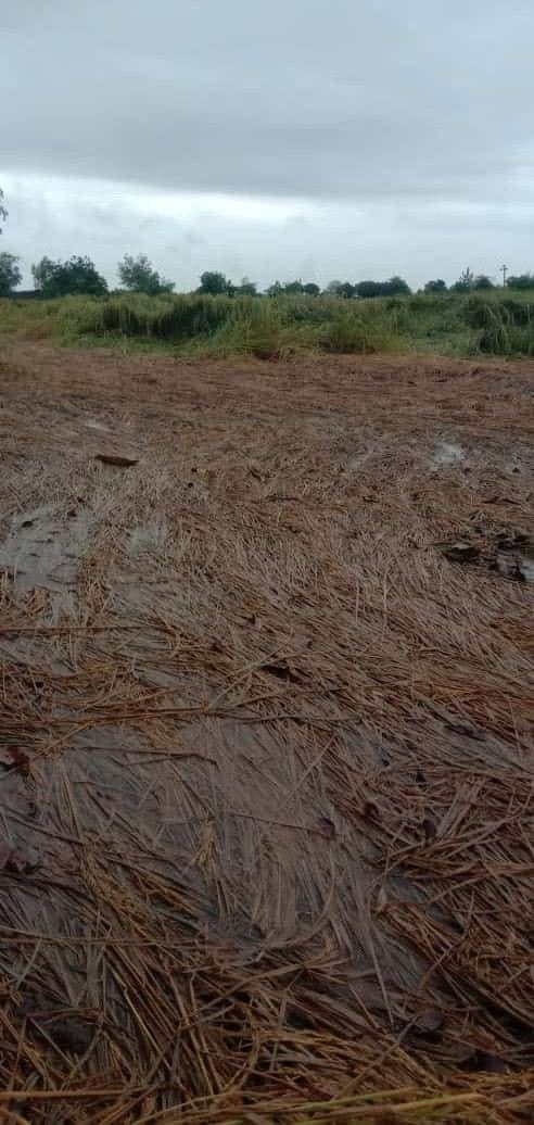 Food donors forced to shed tears of blood, heavy damage to crops