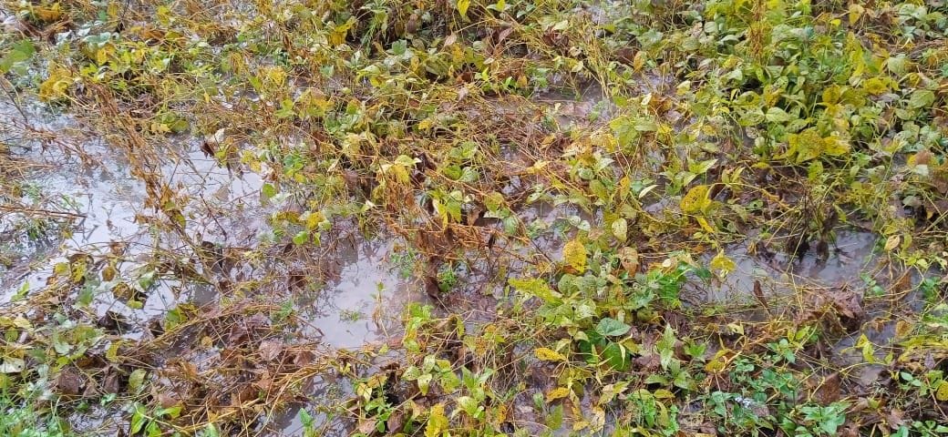 Farmers disappointed due to damage to crops due to rain