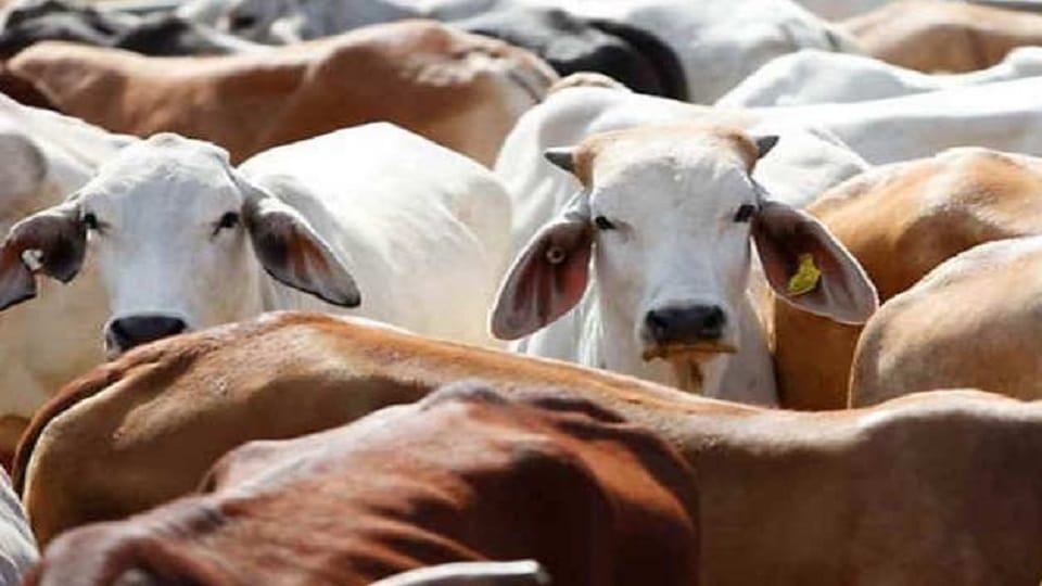 Goat pox vaccine prevents the lumpi virus in cows.