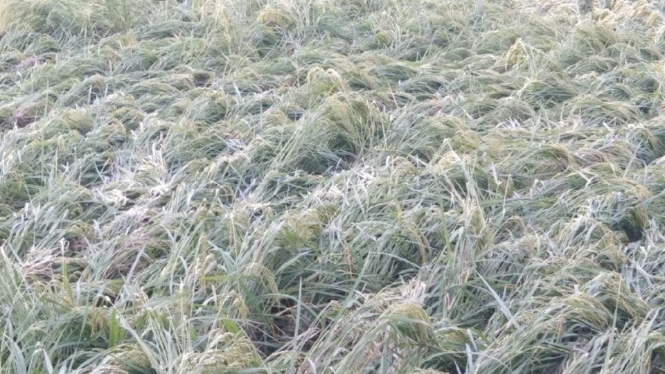 three farmers died due to shocks after crops ruined due to rain in etah kasganj