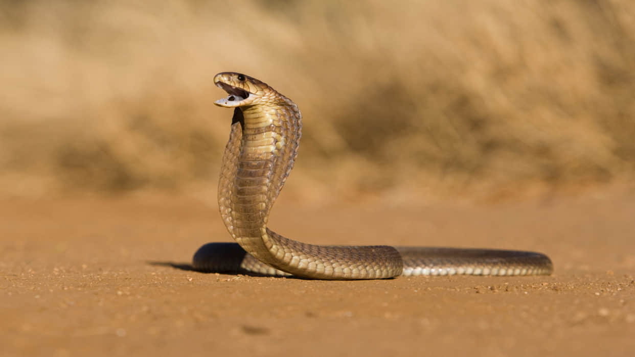 most Dangerous venomous snakes human death in one bite
