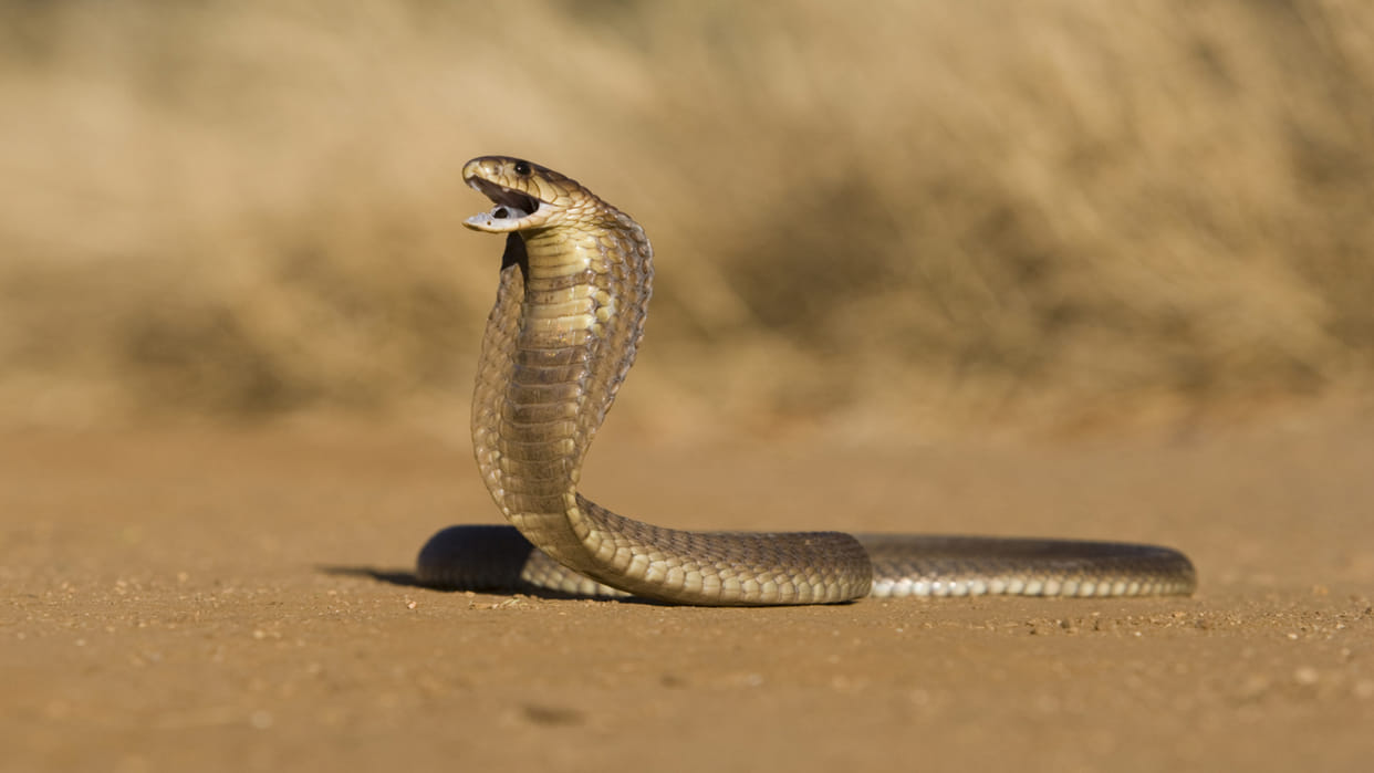 woman bitten by snake relatives called snake charmer to prove the doctor wrong