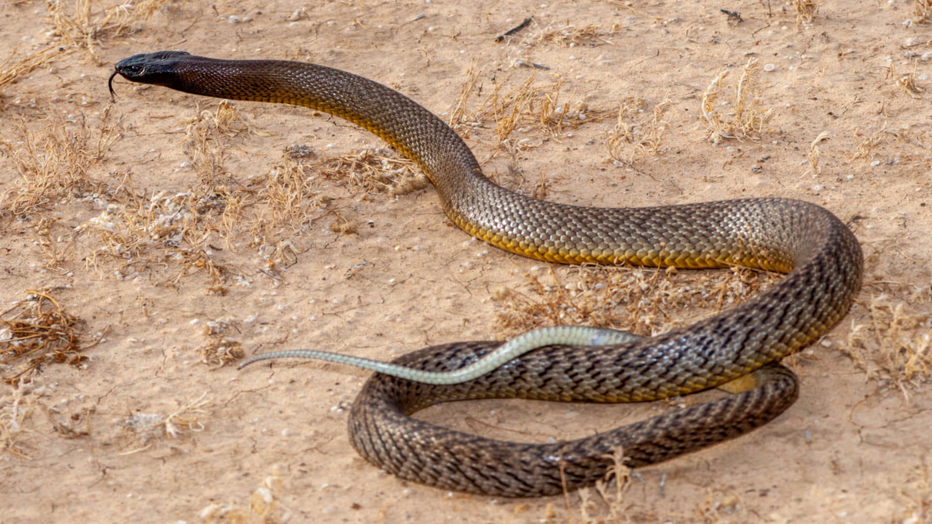most Dangerous venomous snakes human death in one bite