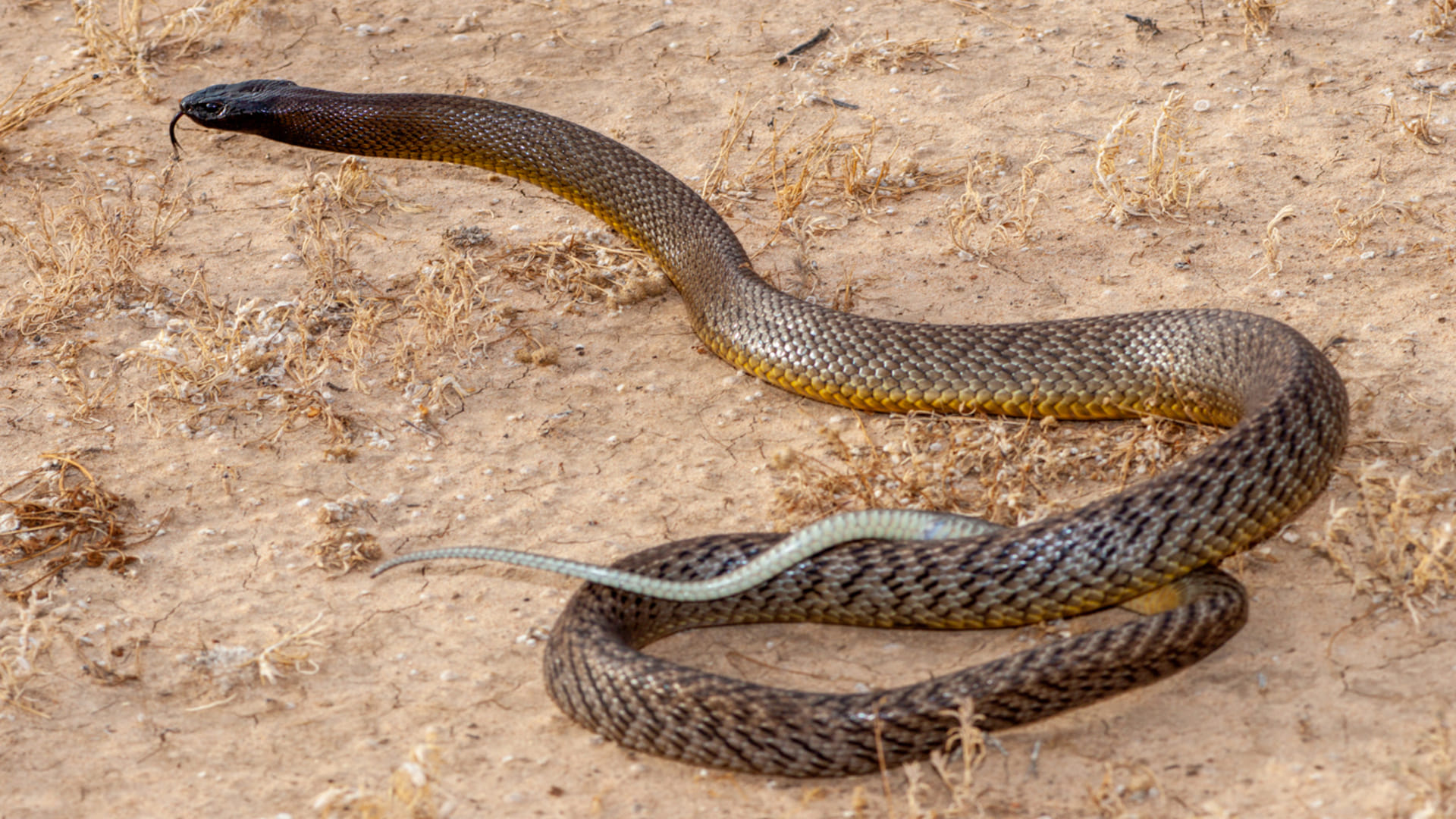 most Dangerous venomous snakes human death in one bite