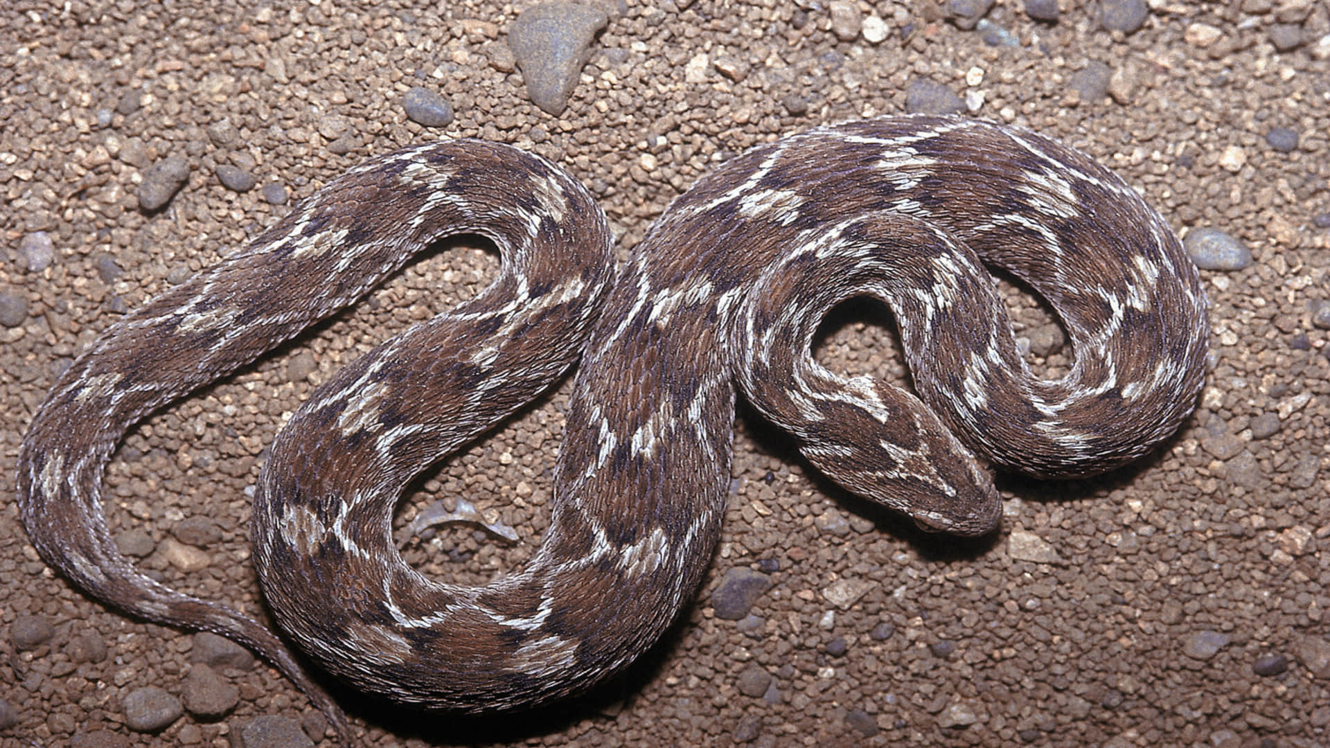 most Dangerous venomous snakes human death in one bite