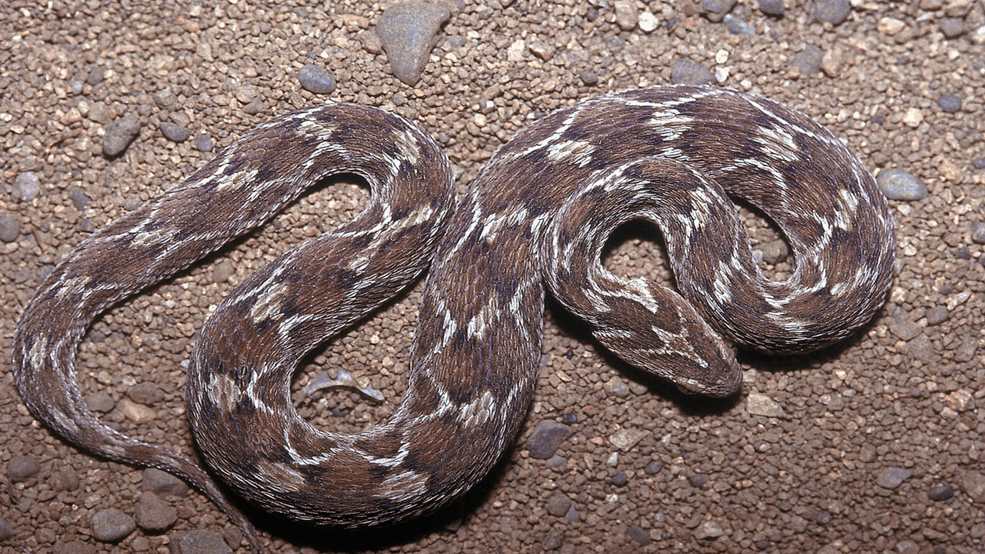 most Dangerous venomous snakes human death in one bite