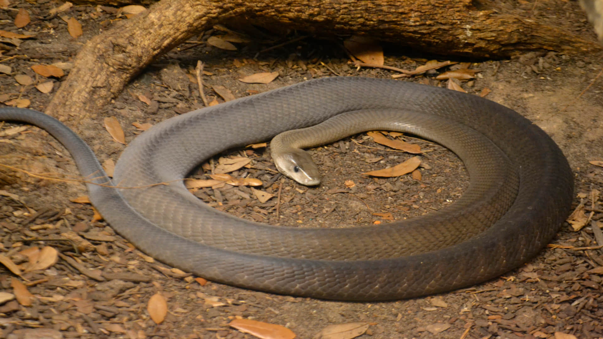 most Dangerous venomous snakes human death in one bite
