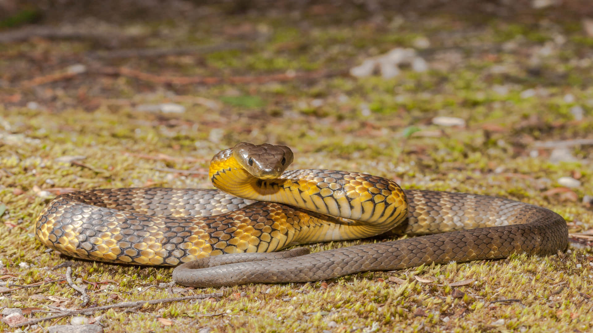 most Dangerous venomous snakes human death in one bite
