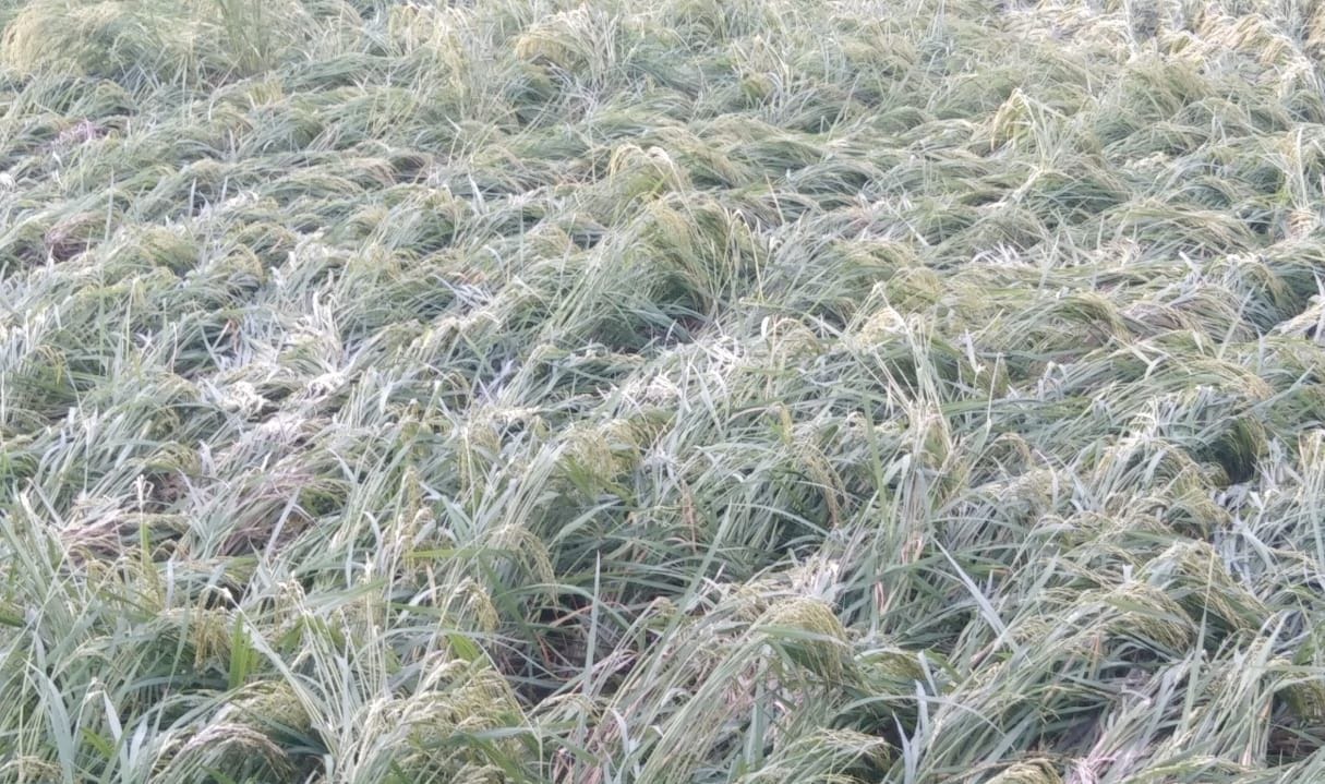 Etah: 5 thousand hectares of paddy and 13 thousand hectares of millet wasted