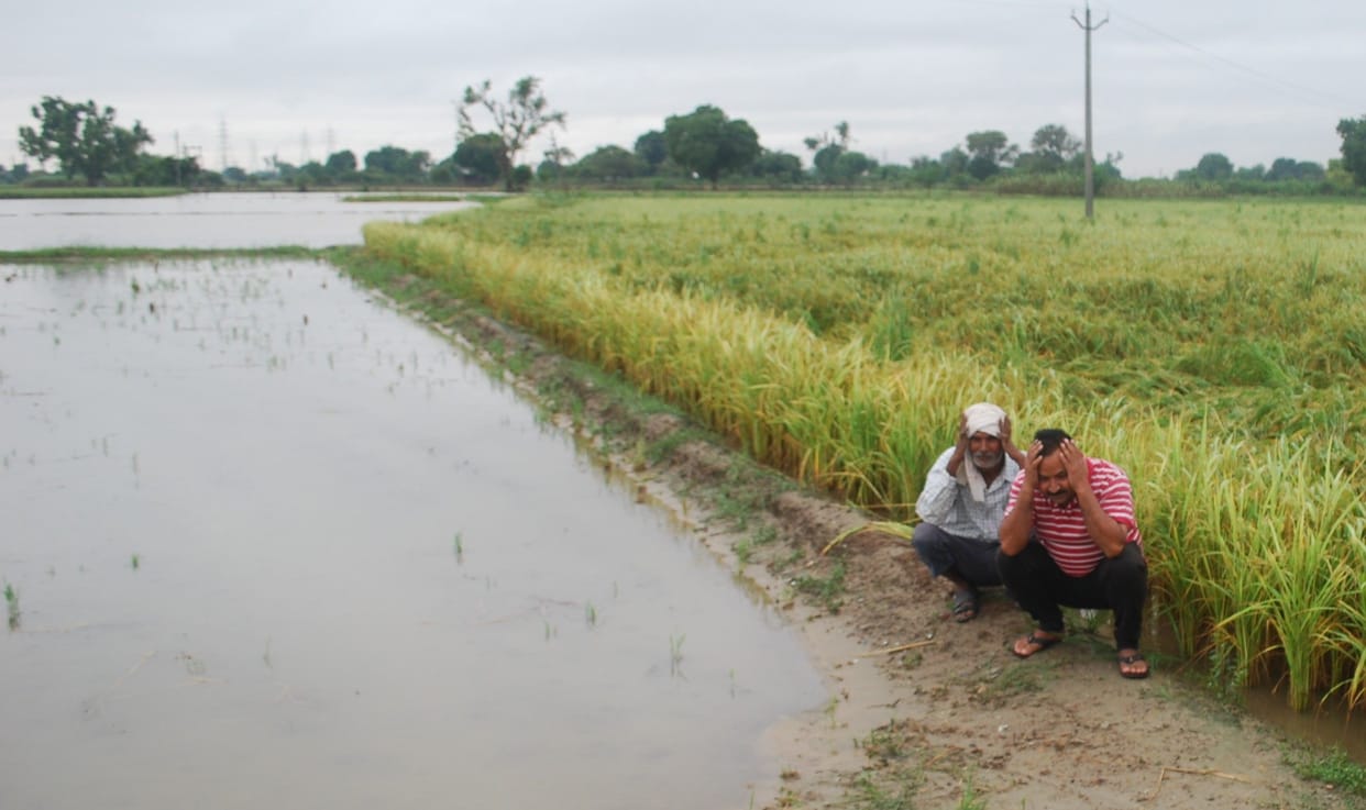 Hathras: Water filled in the fields, paddy crop on the verge of ruin