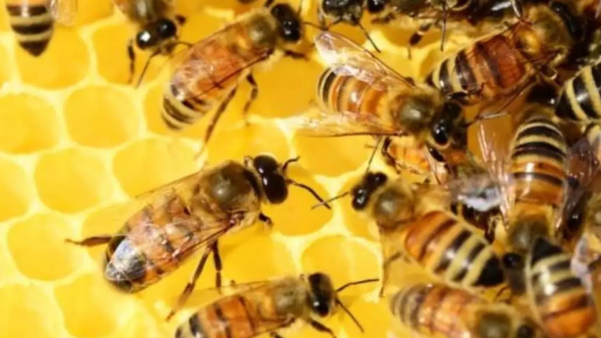 Chhindwara: Bees took the life of a pregnant newlywed