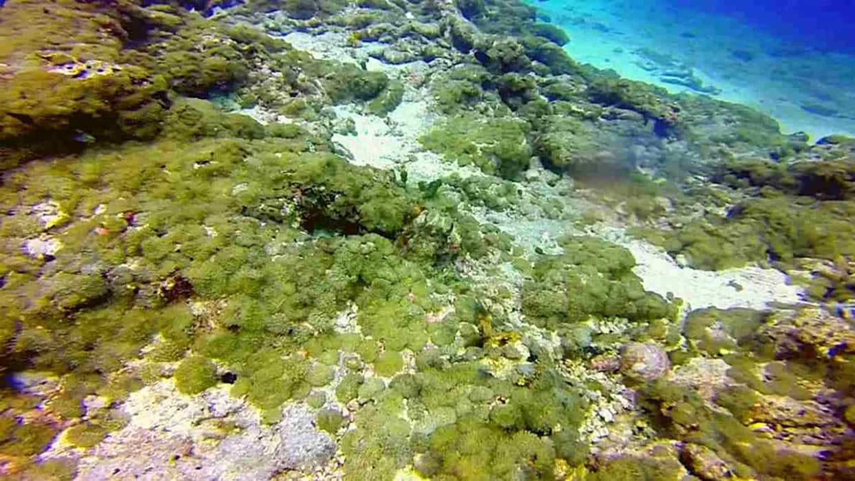 Viral Optical Illusion Image: Find Out Hidden Octopus from Illusion Photo Check Your Brain IQ
