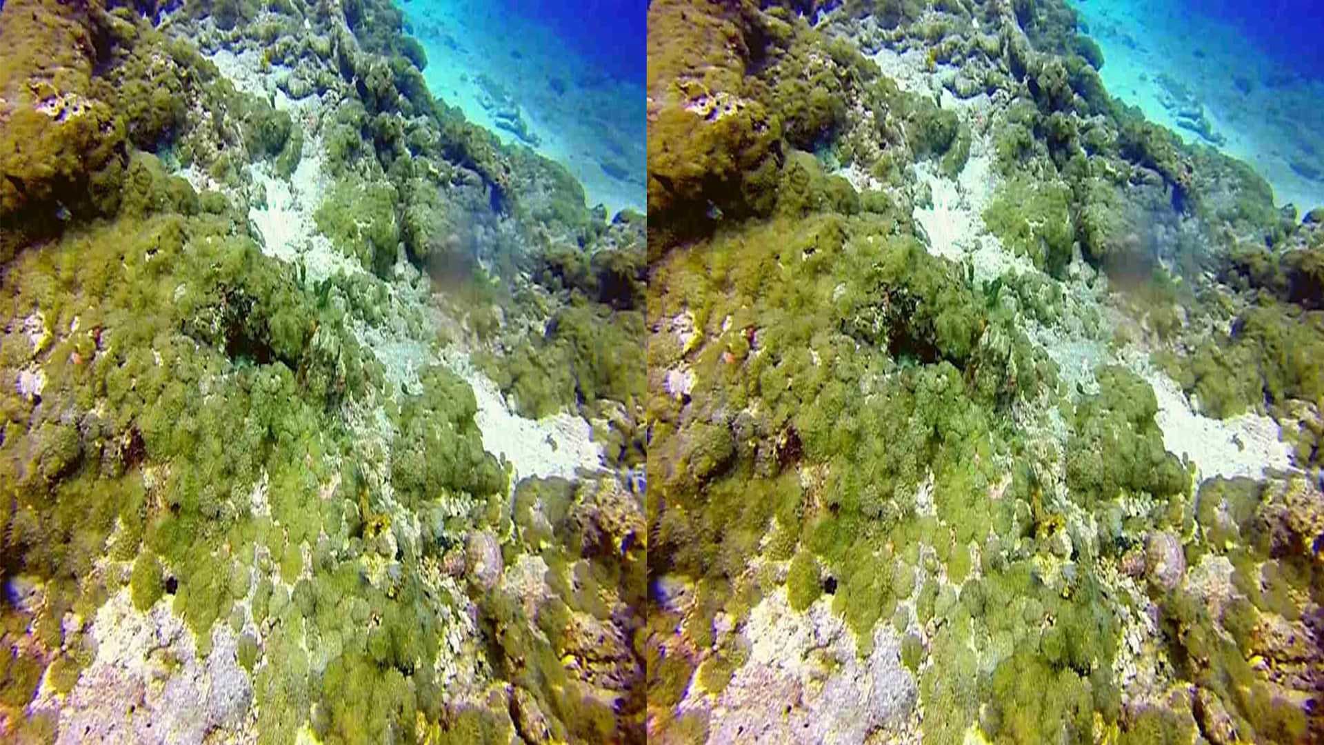 Viral Optical Illusion Image: Find Out Hidden Octopus from Illusion Photo Check Your Brain IQ