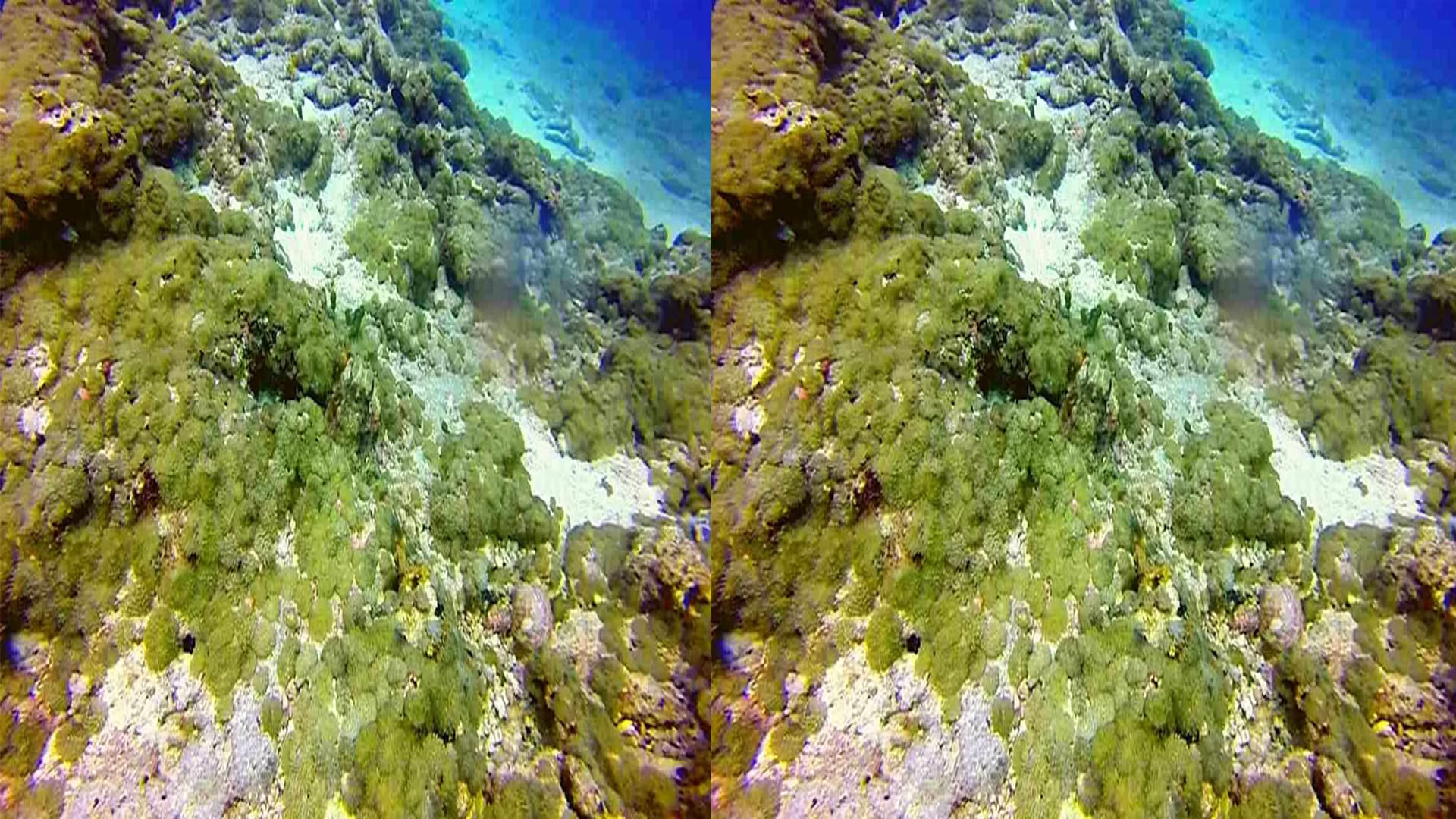Viral Optical Illusion Image: Find Out Hidden Octopus from Illusion Photo Check Your Brain IQ