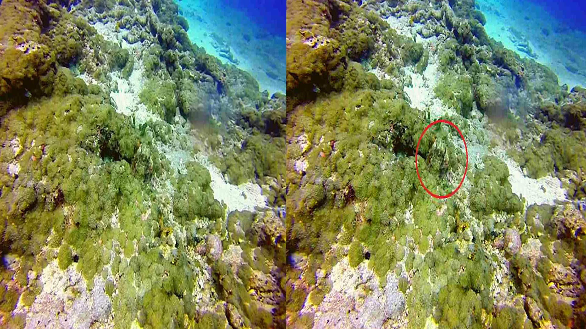 Viral Optical Illusion Image: Find Out Hidden Octopus from Illusion Photo Check Your Brain IQ