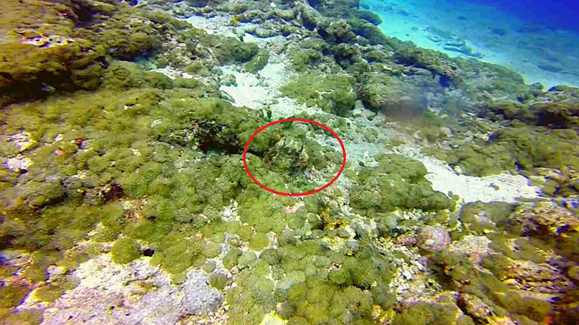 Viral Optical Illusion Image: Find Out Hidden Octopus from Illusion Photo Check Your Brain IQ