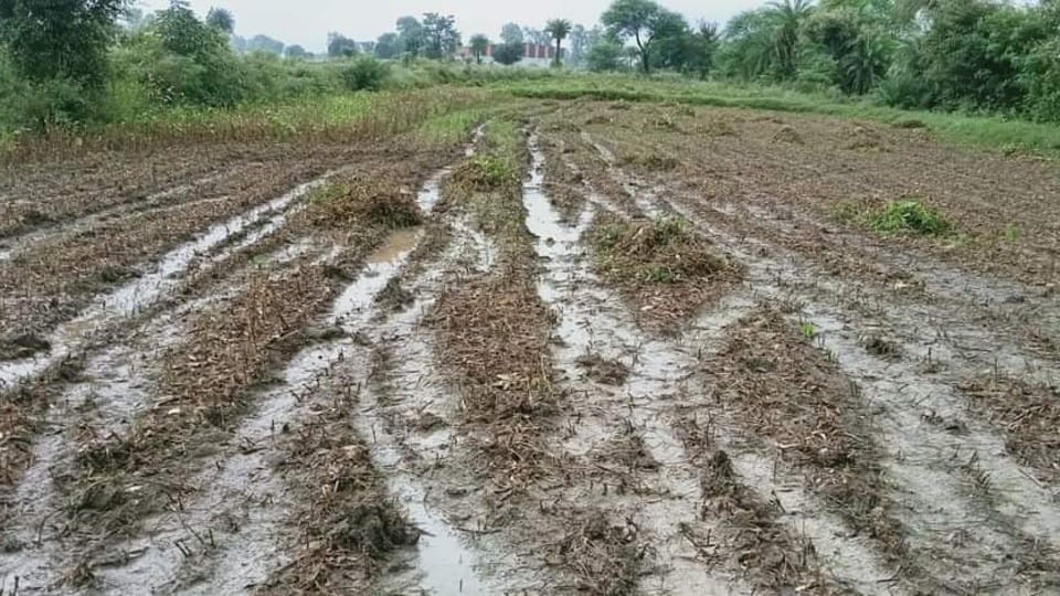 Shivpuri: Damage to crops due to incessant rains, farmers said - water went back on expectations