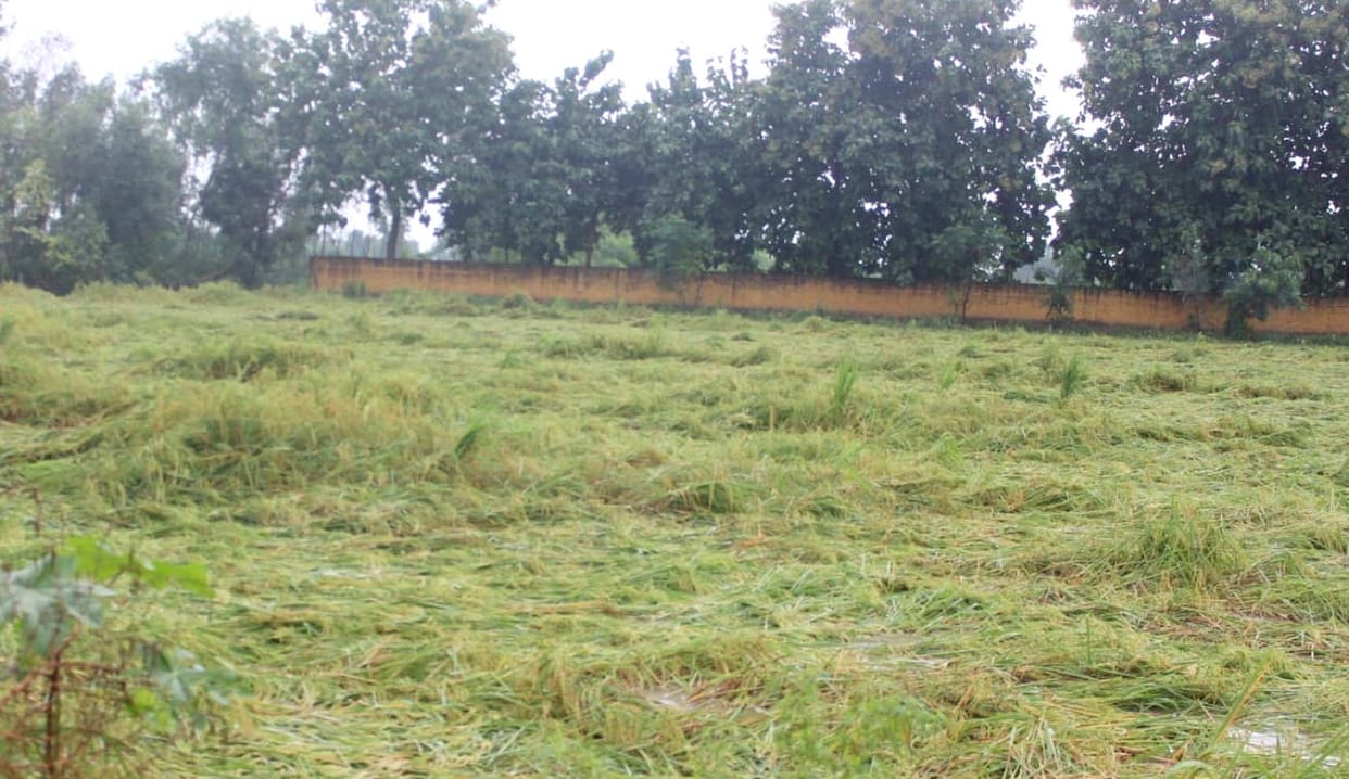 Heavy loss in vegetable crops including paddy, urad