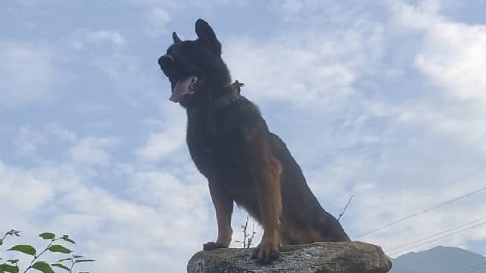 kashmir Next 48 hours critical for army dog Zoom injured during encounter in anantnag