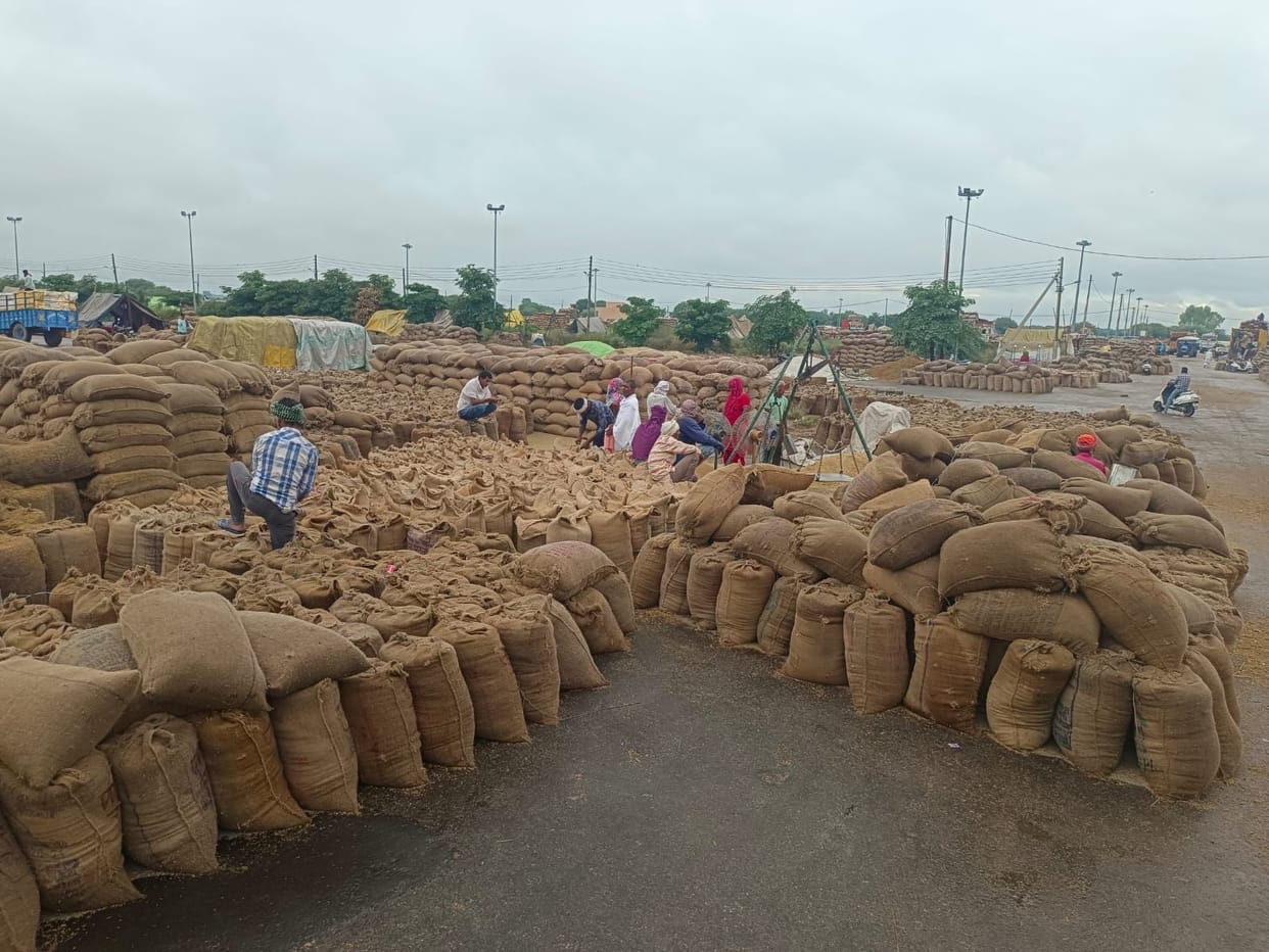 Farmers disappointed due to rain, harvesting of paddy stopped