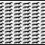Optical Illusion