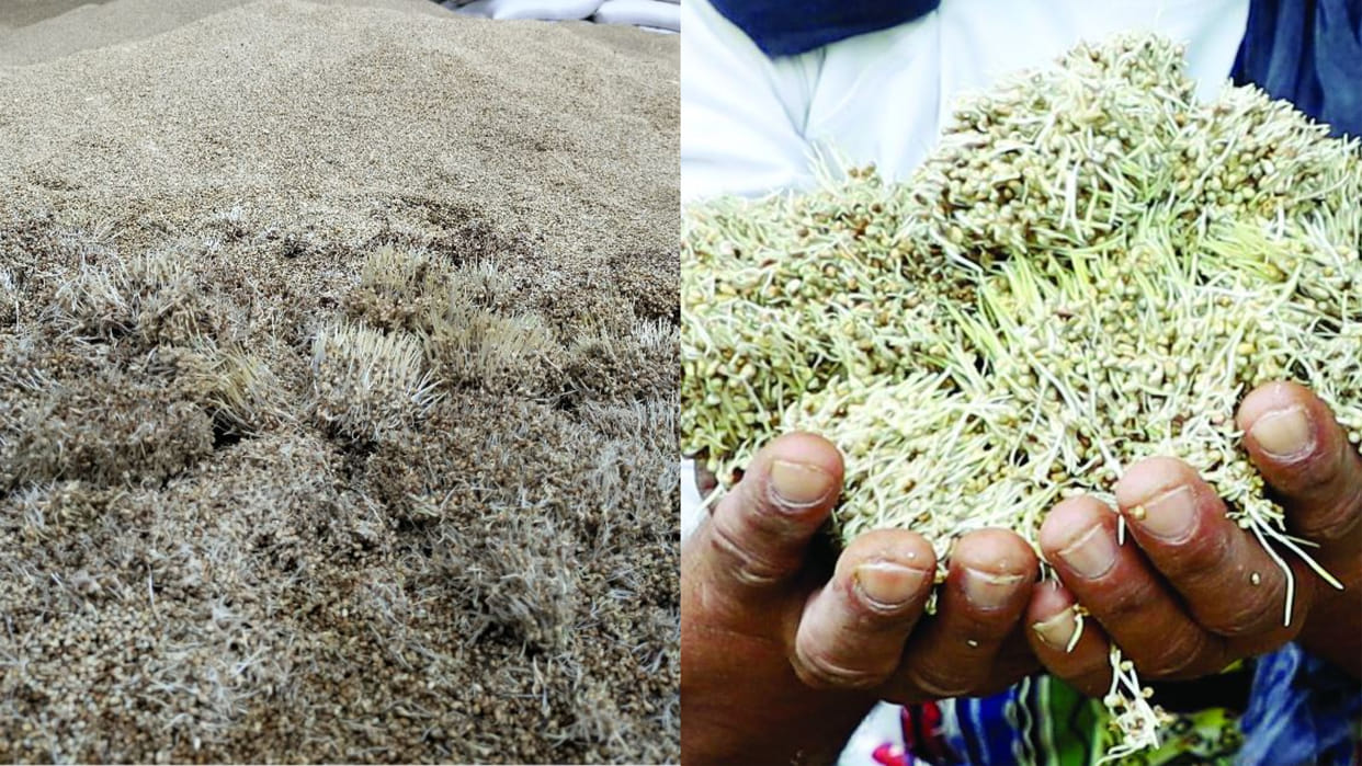 Bajra crop in Mandi got spoiled due to rain