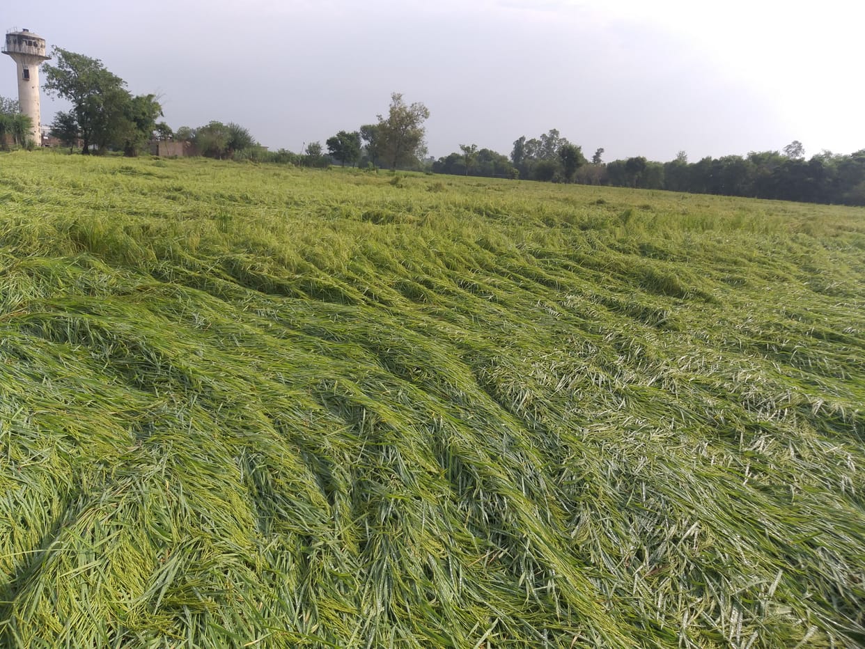 agriculture