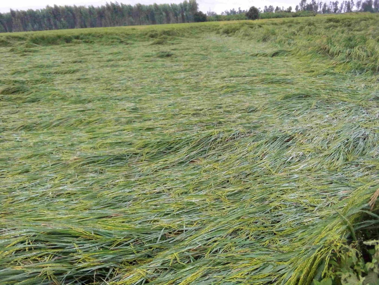 Paddy crop laid due to strong wind with light rain, estimated loss of up to 20 percent