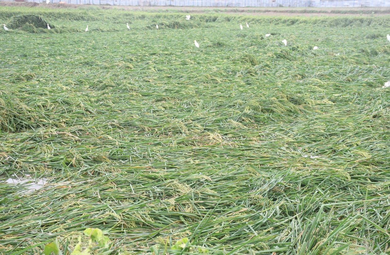 disaster on crops