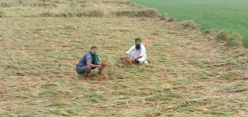 Crop got harmed.