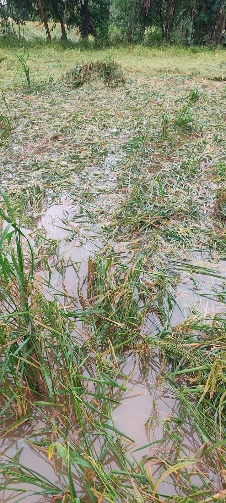 rain fall