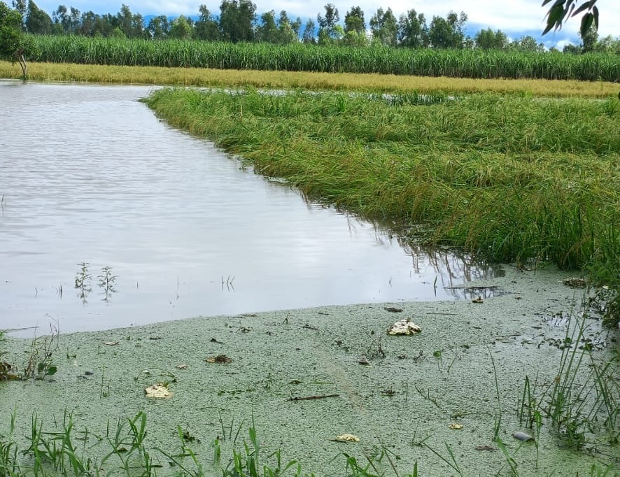 Crops submerged due to rain, farmers worried