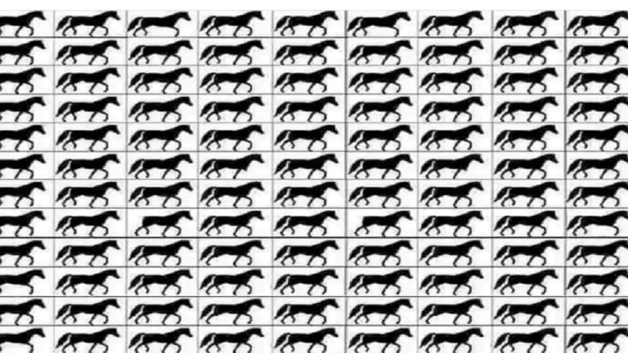 Optical Illusion viral photo spot horses with 3 legs in 20 seconds brain teaser photo puzzle